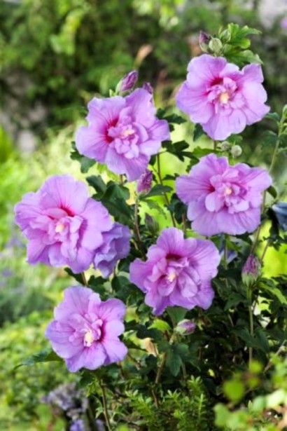 Гібіскус сирійський Лавандовий Шифон | Hibiscus syriacus Lavender Chiffon | Гибискус сирийский Лавандовый Шифон